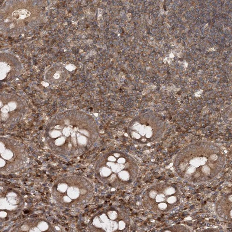 Immunohistochemistry (Formalin/PFA-fixed paraffin-embedded sections) - Anti-MDFIC antibody (AB251808)