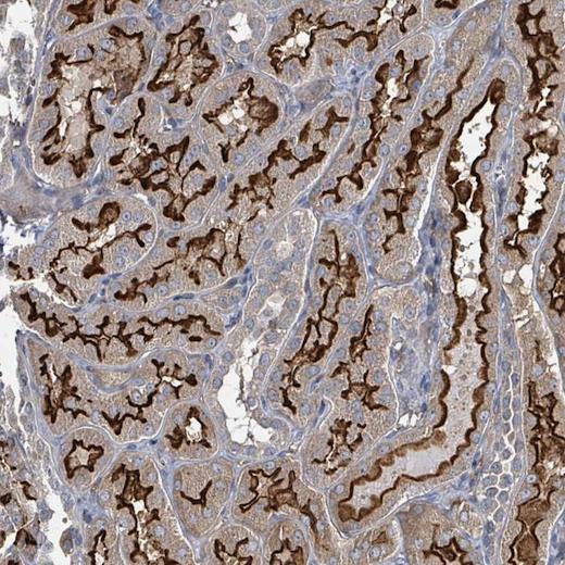 Immunohistochemistry (Formalin/PFA-fixed paraffin-embedded sections) - Anti-MDGA1 antibody (AB204180), expandable thumbnail