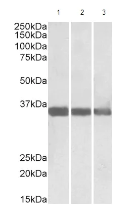 Western blot - Anti-MDH1 antibody (AB175455)