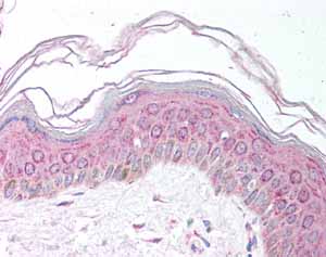 Immunohistochemistry (Formalin/PFA-fixed paraffin-embedded sections) - Anti-MDH1 antibody (AB78971)