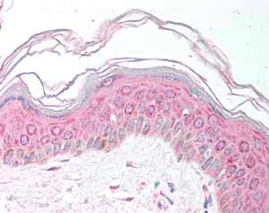 Immunohistochemistry (Formalin/PFA-fixed paraffin-embedded sections) - Anti-MDH1 antibody (AB78971)