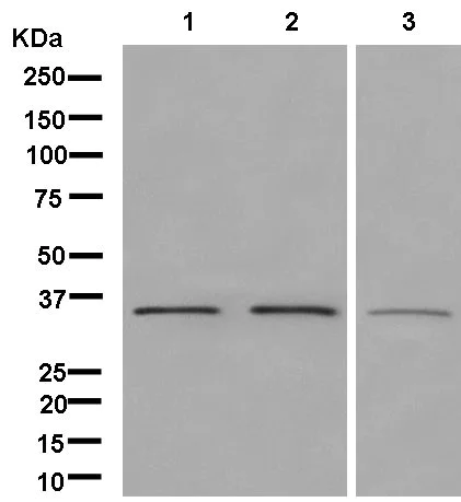 Western blot - Anti-MDH1 antibody [EPR13596(B)] (AB181091)