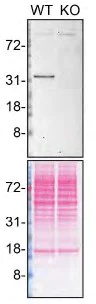 Western blot - Anti-MDH1 antibody [EPR13596(B)] (AB181091)