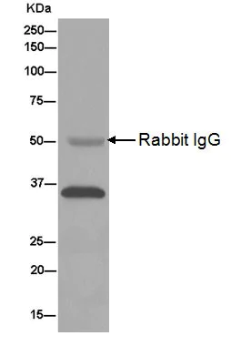 Immunoprecipitation - Anti-MDH1 antibody [EPR13597(B)] - BSA and Azide free (AB232190)