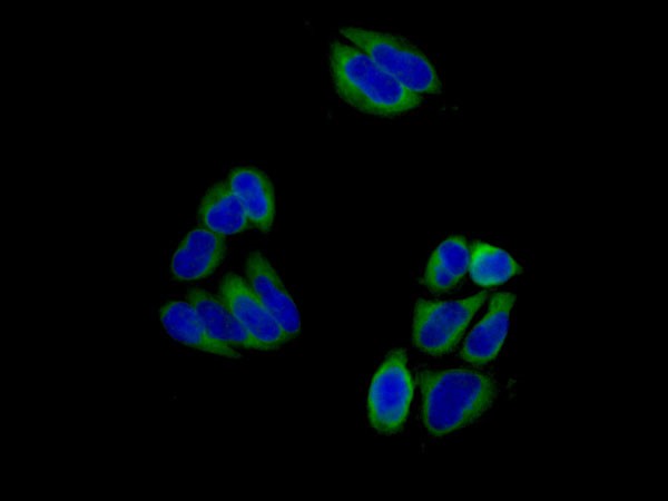 Immunocytochemistry/ Immunofluorescence - Anti-MDH1 antibody [EPR13597(B)] - C-terminal (AB180152), expandable thumbnail