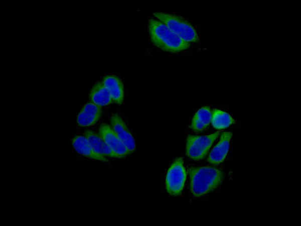 Immunocytochemistry/ Immunofluorescence - Anti-MDH1 antibody [EPR13597(B)] - C-terminal (AB180152)