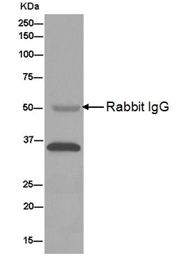 Immunoprecipitation - Anti-MDH1 antibody [EPR13597(B)] - C-terminal (AB180152), expandable thumbnail