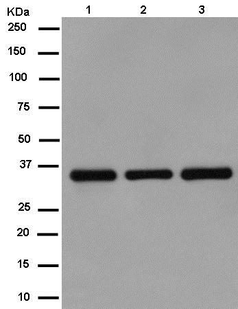 Western blot - Anti-MDH1 antibody [EPR13597(B)] - C-terminal (AB180152), expandable thumbnail