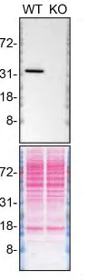 Western blot - Anti-MDH1 antibody [EPR13597(B)] - C-terminal (AB180152)