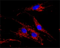 Immunocytochemistry/ Immunofluorescence - Anti-MDH2 antibody [2F5AF8] (AB110317)