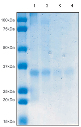 Immunoprecipitation - Anti-MDH2 antibody [2F5AF8] (AB110317)
