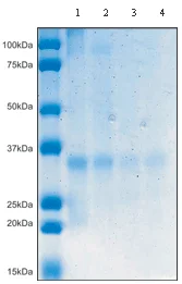 Immunoprecipitation - Anti-MDH2 antibody [2F5AF8] (AB110317)