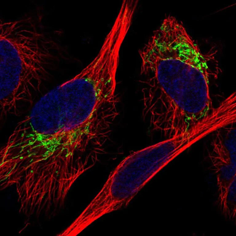 Immunocytochemistry/ Immunofluorescence - Anti-MDH2 antibody (AB262893)