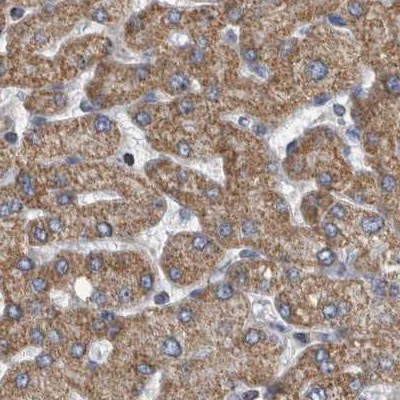 Immunohistochemistry (Formalin/PFA-fixed paraffin-embedded sections) - Anti-MDH2 antibody (AB262893)