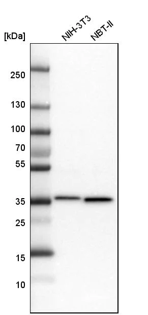 Western blot - Anti-MDH2 antibody (AB262893)