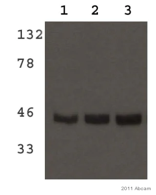 Western blot - Anti-MDH2 antibody (AB96193)