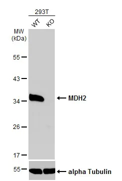 Western blot - Anti-MDH2 antibody (AB96193)