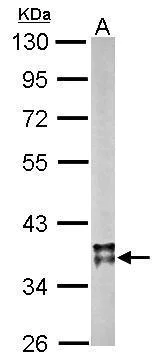 Western blot - Anti-MDH2 antibody (AB96193)