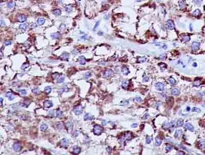 Immunohistochemistry (Formalin/PFA-fixed paraffin-embedded sections) - Anti-MDH2 antibody [EPR14883(B)] - BSA and Azide free (AB250528)