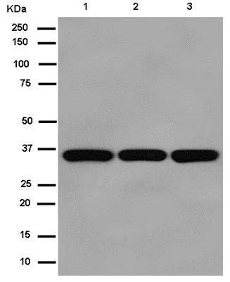 Western blot - Anti-MDH2 antibody [EPR14883(B)] - BSA and Azide free (AB250528)