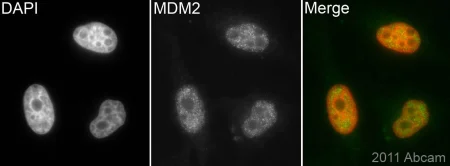 Immunocytochemistry - Anti-MDM2 antibody [2A10] (AB16895)