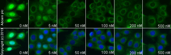 Immunocytochemistry/ Immunofluorescence - Anti-MDM2 antibody [2A10] (ab16895), expandable thumbnail