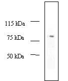 Western blot - Anti-MDM2 antibody [2A10] (AB16895)