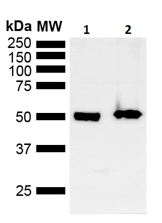 Western blot - Anti-MDM2 antibody (AB260074), expandable thumbnail