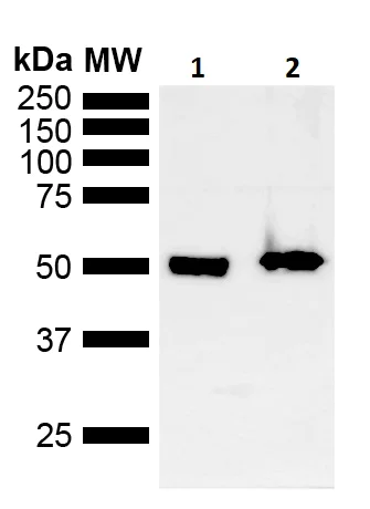 Western blot - Anti-MDM2 antibody (AB260074)
