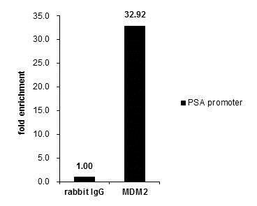 ChIP - Anti-MDM2 antibody - ChIP Grade (AB226939), expandable thumbnail