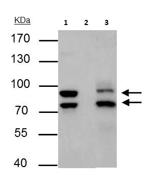 Immunoprecipitation - Anti-MDM2 antibody - ChIP Grade (AB226939)