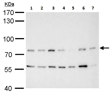 Western blot - Anti-MDM2 antibody - ChIP Grade (AB226939)