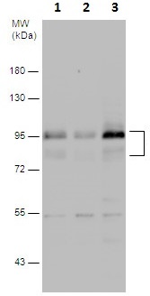 Western blot - Anti-MDM2 antibody - ChIP Grade (AB226939), expandable thumbnail