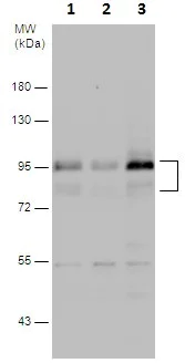 Western blot - Anti-MDM2 antibody - ChIP Grade (AB226939)