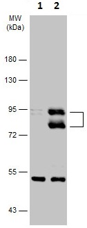 Western blot - Anti-MDM2 antibody - ChIP Grade (AB226939), expandable thumbnail