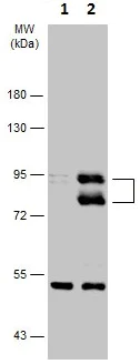 Western blot - Anti-MDM2 antibody - ChIP Grade (AB226939)