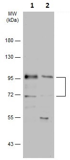 Western blot - Anti-MDM2 antibody - ChIP Grade (ab226939), expandable thumbnail