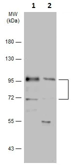 Western blot - Anti-MDM2 antibody - ChIP Grade (AB226939)