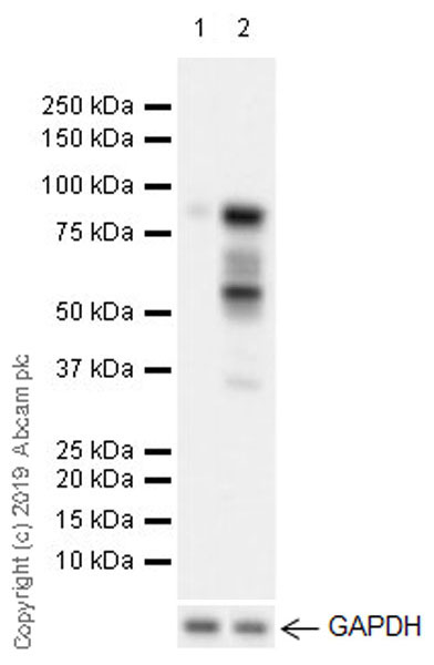 Western blot - Anti-MDM2 antibody [EPR22256-98] (AB259265), expandable thumbnail