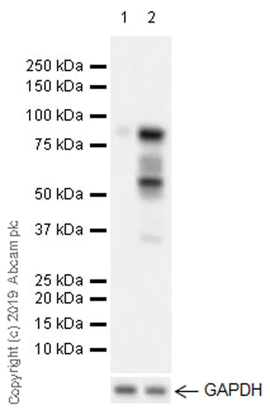 Western blot - Anti-MDM2 antibody [EPR22256-98] (AB259265)