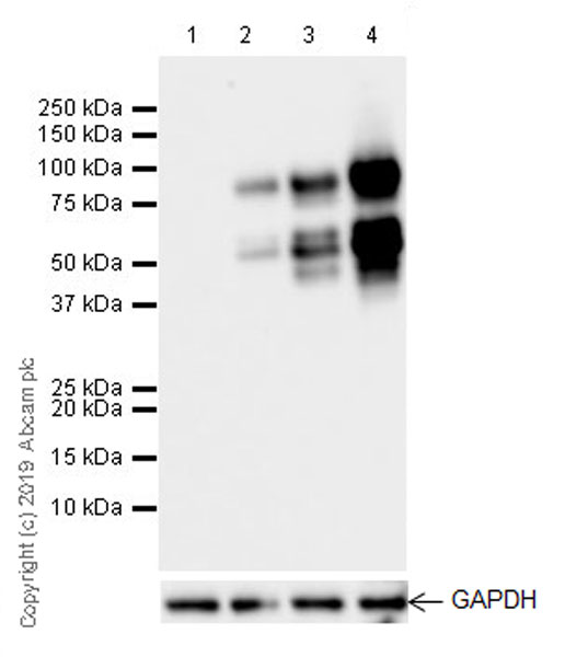 Western blot - Anti-MDM2 antibody [EPR22256-98] (AB259265), expandable thumbnail