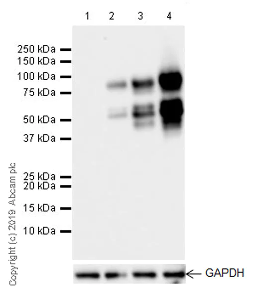 Western blot - Anti-MDM2 antibody [EPR22256-98] (AB259265)