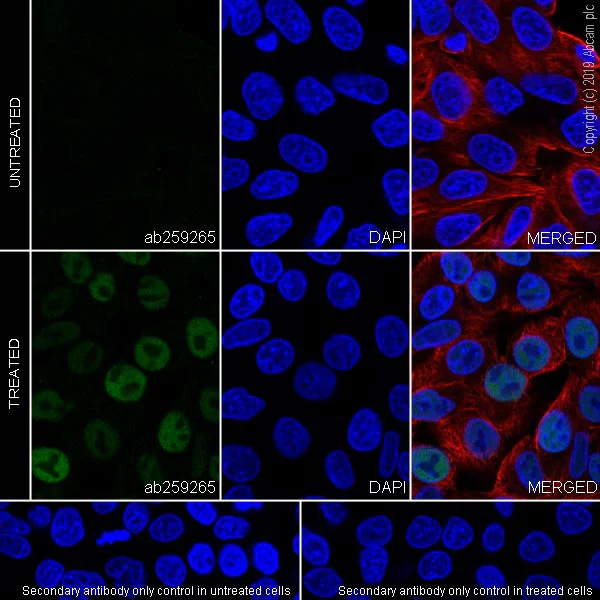 Immunocytochemistry/ Immunofluorescence - Anti-MDM2 antibody [EPR22256-98] - BSA and Azide free (AB259275)