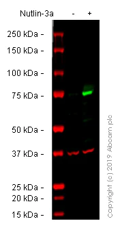 Western blot - Anti-MDM2 antibody [SMP 14] (AB3110)