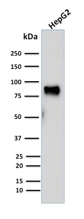 Western blot - Anti-MDM2 antibody [SMP14] (AB263453)
