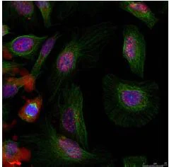 Immunocytochemistry/ Immunofluorescence - Anti-MDM2 (phospho S166) antibody (AB131355)