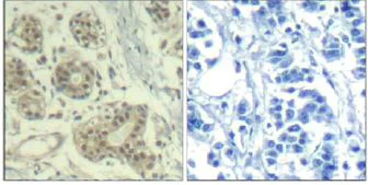 Immunohistochemistry (Formalin/PFA-fixed paraffin-embedded sections) - Anti-MDM2 (phospho S166) antibody (AB131355)