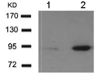 Western blot - Anti-MDM2 (phospho S166) antibody (AB131355)