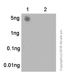 Dot Blot - Anti-MDM2 (phospho S166) antibody [EPR1450(2)] (AB170880)