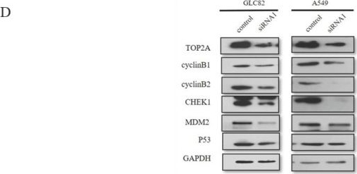 Western blot - Anti-MDM2 (phospho S166) antibody [EPR1450(2)] (ab170880), expandable thumbnail